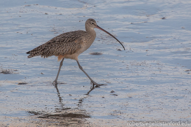 curlew